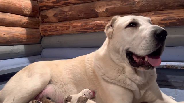 Роды в питомнике СУРДАН КАРАШ смотреть онлайн