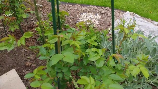 24.05.20 г.  Немного о себе. Миксбордер с розами Дэвида Остина... смотреть онлайн