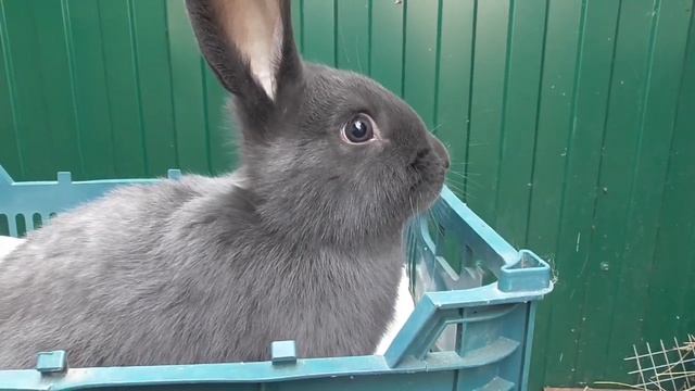 Вес моих кроликов в 4 месяца смотреть онлайн