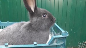 Вес моих кроликов в 4 месяца