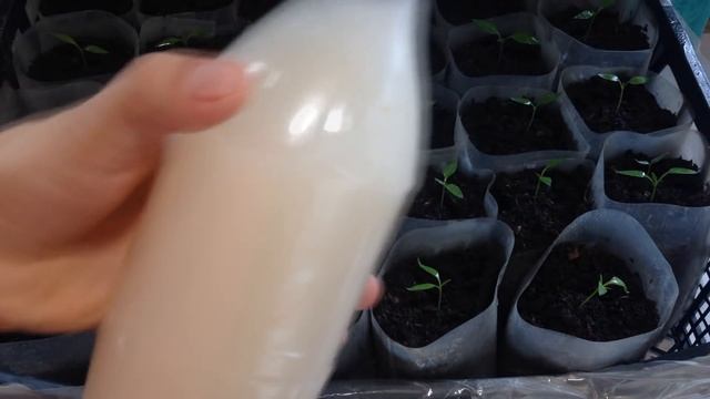 Как и когда подкармливать рассаду перца /Рассада перца /Тонкости и нюансы подкормки рассады смотреть онлайн