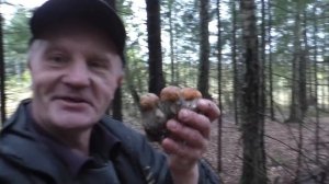 Грибная охота на благородные грибы октября 2023 года! Грибник доволен!