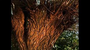 Старая, старая сказка, 1968. Огниво, 1958. Das Feuerzeug, музыкальные киноцитаты