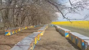 Рапс как медонос