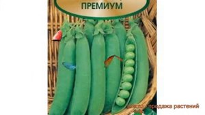 Горох овощной Премиум (premium) ? овощной горох Премиум обзор: как сажать, семена гороха Премиум