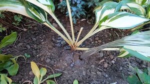 ХОСТА. Посадите ХОСТУ правильно! Посадка,пересадка и размножение ХОСТЫ/Planting and breeding hosts