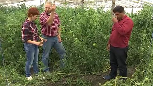 09.10.16 «Своя ферма». Помидоры смотреть онлайн