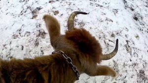 Джерсейские коровы. Альфа вымя наливает.Договорился с покупателем.