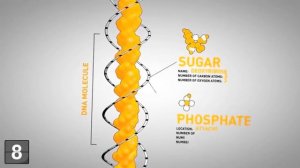 О генетике, ДНК, хромосомы, способности организма