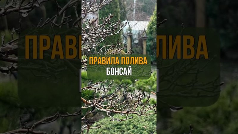 Правила полива бонсай