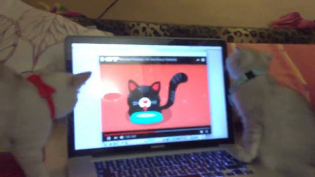 Шотландские котята смотрят мультик. Scottish fold and straight kittens смотреть онлайн