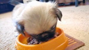 Щенок пекинеса. Девочка. 1 месяц.