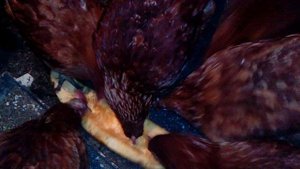 Едят ли куры кабачок.