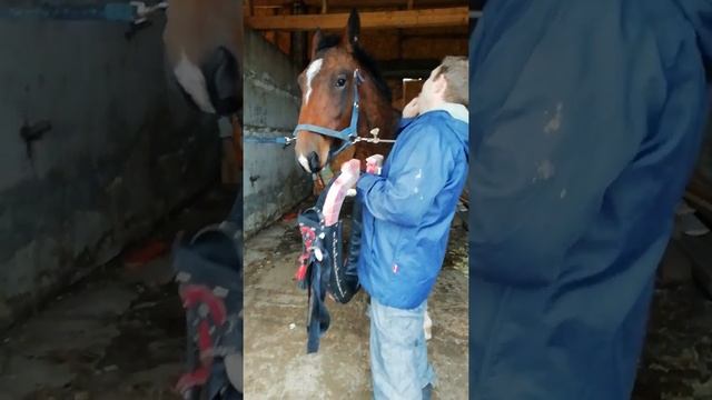 Хомут для лошади смотреть онлайн