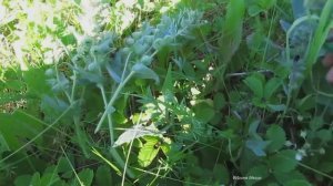 Лекарственные  травы на полях. Phytotherapy