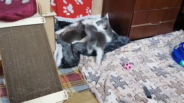 Ася и котята.Мы победили!!)) смотреть онлайн