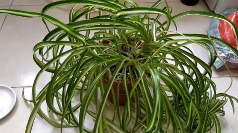 КАК ОМОЛОДИТЬ ХЛОРОФИТУМ