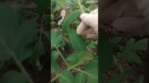 Выращиваем помидоры, перцы и огурцы в одной теплице.