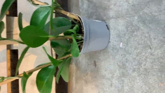 Хойя Аустралис смотреть онлайн