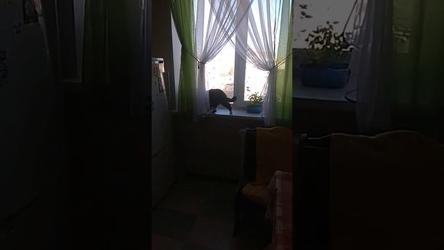Мухоед. Осторожно! видео содержит неаппетитные кадры