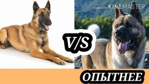 Акита ину против бельгийской овчарки.