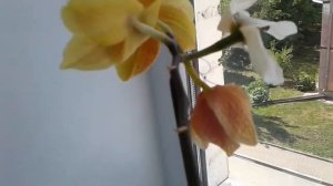 Как определить , что опыление орхидеи произошло?