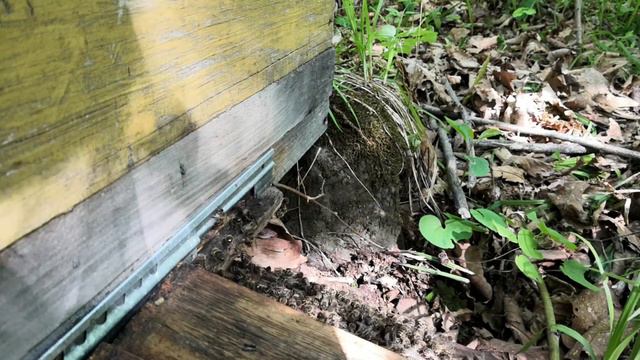 Пасека в тайге, май смотреть онлайн