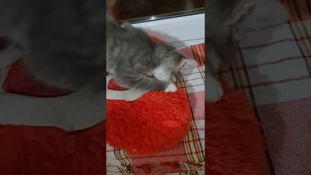 Коротко о том, как успокоить кота ? пустышка для кота))))