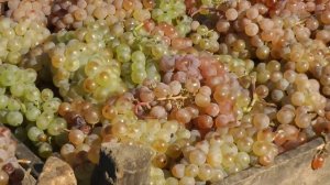 Алиготе. Молдавия. 2012 год.