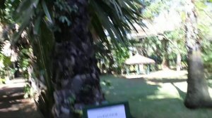 The Talipot Palm, Mauritius / Талипотовая Пальма, Маврикий