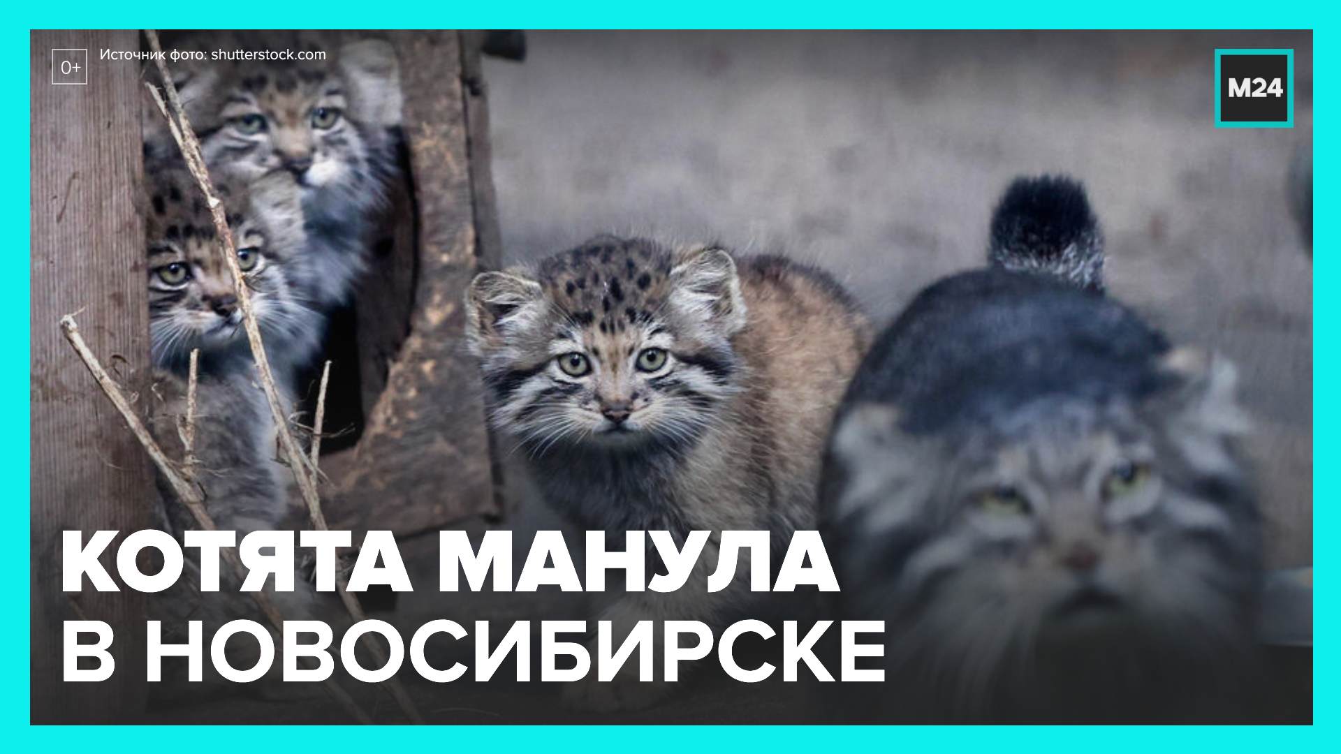 Купить манула котенка в москве