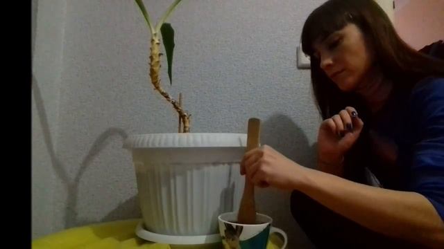 Почему желтеют листья? Уход за пальмами / Юкка/ надуваю цветы- шарики детям смотреть онлайн