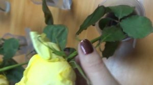 Эксперимент на цветах.В чем лучше хранить букет?!