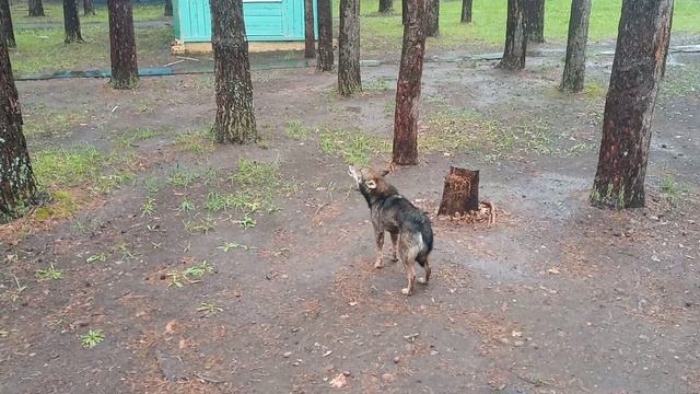 Собака Тамбовский волк воет под дождем днем в детском лагере.