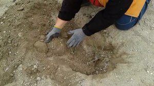 ПРАВИЛЬНАЯ  Осенняя пересадка роз,  питомник роз полины козловой rozarium.biz