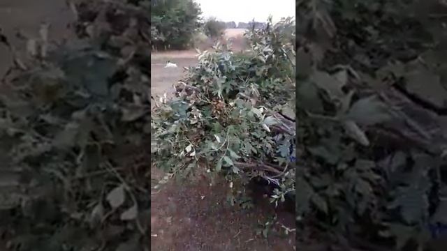 Осенняя пересадка пиона древовидного