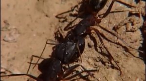 Animaux du désert : Les petites créatures du désert