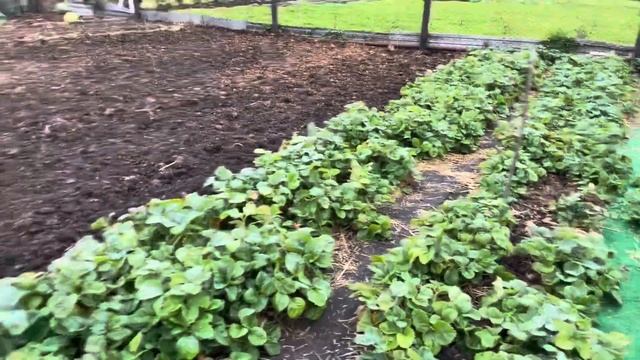 Морковь храним в теплице только так смотреть онлайн