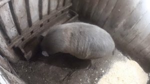 Отсадила свиноматку /Сюжеты от Марии/Деревенская жизнь