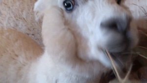 Альпаки кушают. Feeding Alpacas.