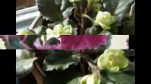 ДОМАШНИЕ ЦВЕТЫ НА ПОДОКОННИКЕ,,,,