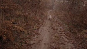 Mist. Туман. Видео про собак. Dog video. Жизнь собак. Live Dog.