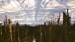 Пироговский лесопарк вверх ногами и звук (гул) летящего самолета в небе