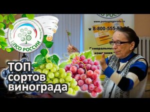 Топ сортов винограда! Надежные сорта винограда для средней полосы.