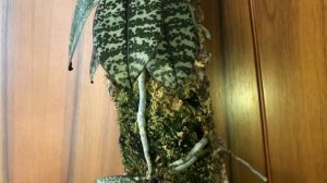 Фаленопсис Шиллера!!! Цветение и немного об уходе.Phalaenopsis schilleriana in bloom!!!
