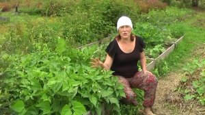 Как растут наши пермакультурные грядки