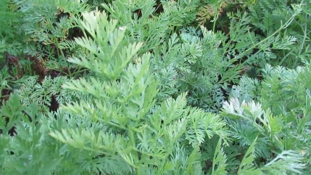 Морковь когда выкапывать на зиму смотреть онлайн