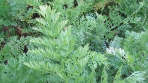 Морковь когда выкапывать на зиму