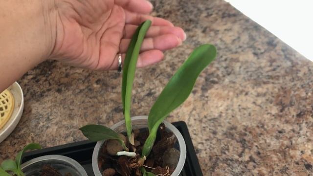 Подросшие сеянцы Ванды и Каттлеи!!! смотреть онлайн