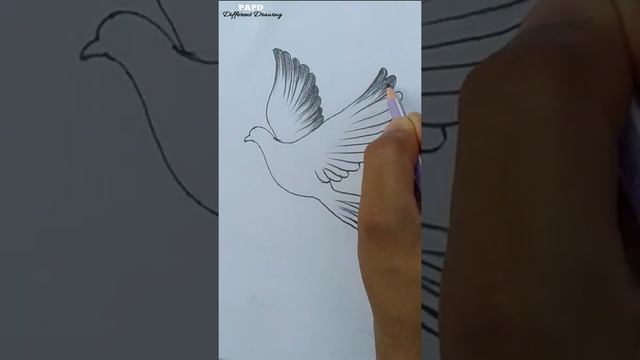 How To Draw A Fly Bird || Step By Step Fly Bird ||#birdshort #flybirddraw #shortbirdvideo